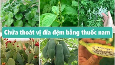 Chữa thoát vị đĩa đệm bằng thuốc nam